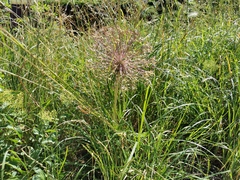 Liliopsida