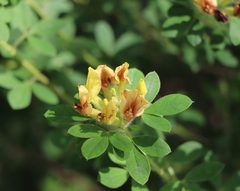Chamaecytisus supinus