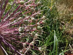 Liliopsida