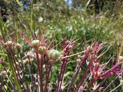 Liliopsida
