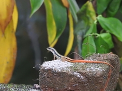 Sphenomorphus dussumieri