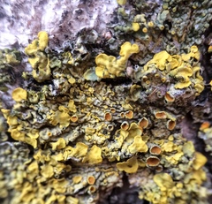 Xanthoria parietina