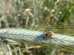 Chaetopteroplia segetum