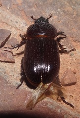 Hemiphileurus illatus