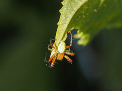 Araniella opisthographa