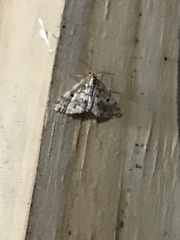 Phalaenophana pyramusalis