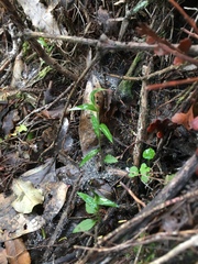 Pterostylis alobula