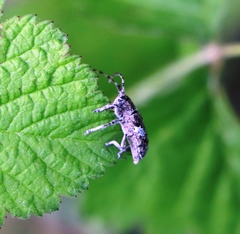 Mesosa nebulosa