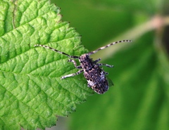 Mesosa nebulosa