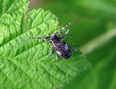 Mesosa nebulosa