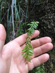 Tmesipteris sigmatifolia