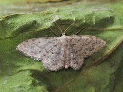Idaea typicata
