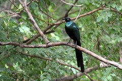 Lamprotornis caudatus
