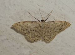 Idaea typicata