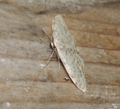 Idaea typicata