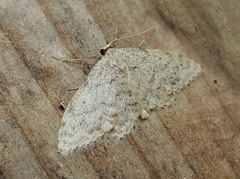 Idaea typicata