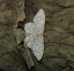 Idaea typicata