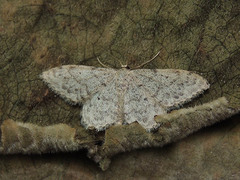 Idaea typicata