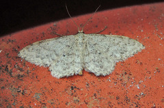 Idaea typicata