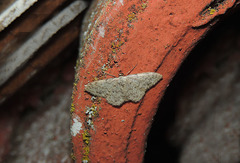 Idaea typicata