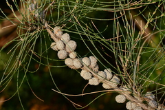 Allocasuarina paludosa