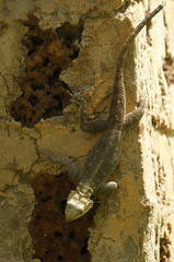 Agama agama
