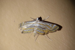 Parapoynx villidalis