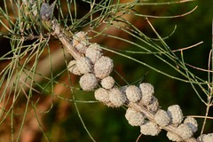 Allocasuarina paludosa