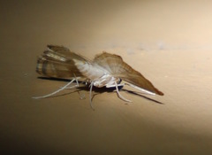 Parapoynx villidalis