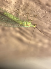 Chrysopa coloradensis