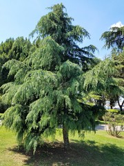 Cedrus