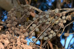 Allocasuarina paludosa