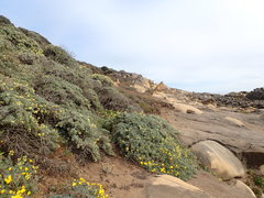 Lupinus arboreus arboreus