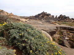 Lupinus arboreus arboreus