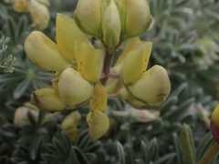 Lupinus arboreus arboreus
