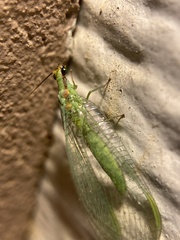 Chrysopa coloradensis