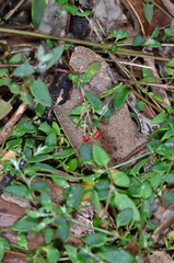 Chenopodium nutans nutans