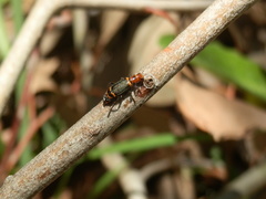 Lemidia quadricolor