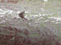 Pyrops candelaria