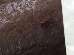 Pyrops candelaria