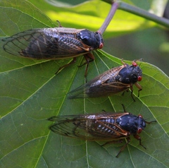 Magicicada cassinii