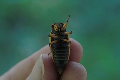 Magicicada cassinii