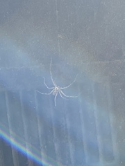 Heteropoda venatoria