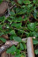 Chenopodium nutans nutans
