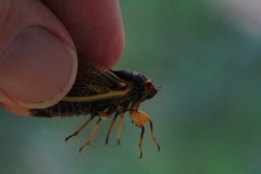 Magicicada cassinii
