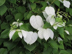 Actinidia polygama
