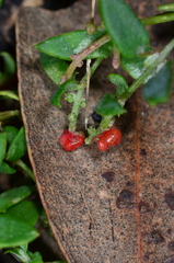 Chenopodium nutans nutans