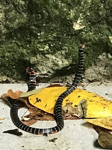 Philippine false coral snake