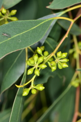 Eucalyptus yarraensis