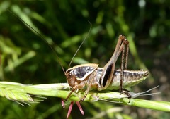 Decticita balli